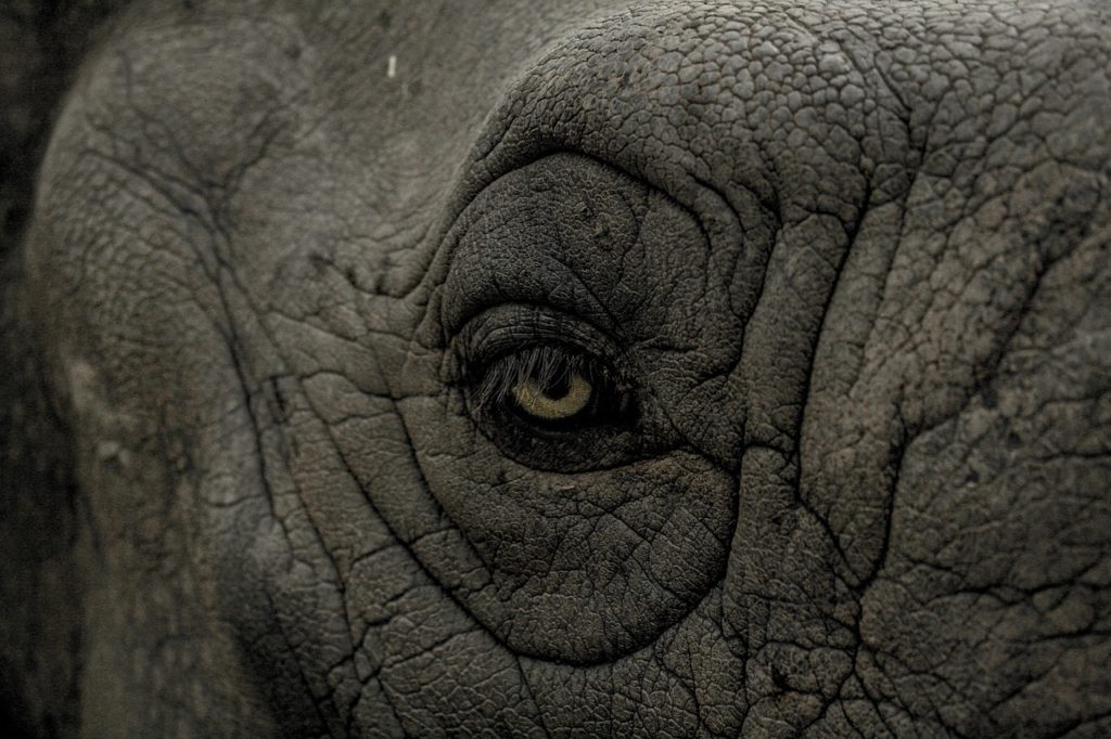 eye, elephant, gray-1363161.jpg