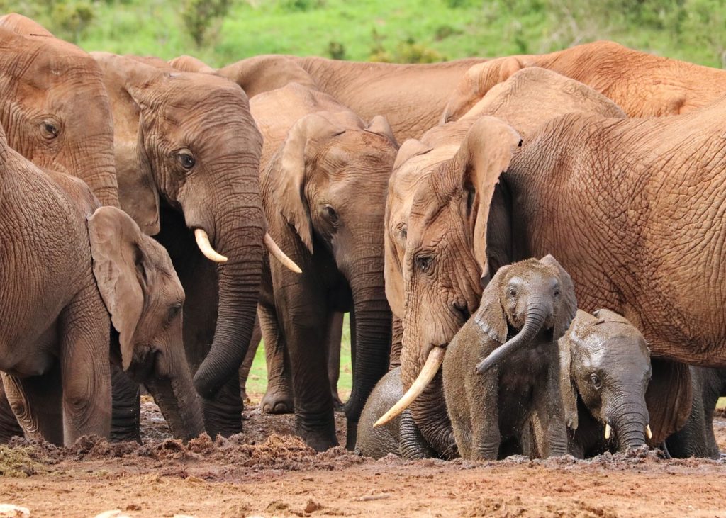 elephant, herd, watering hole-4736008.jpg